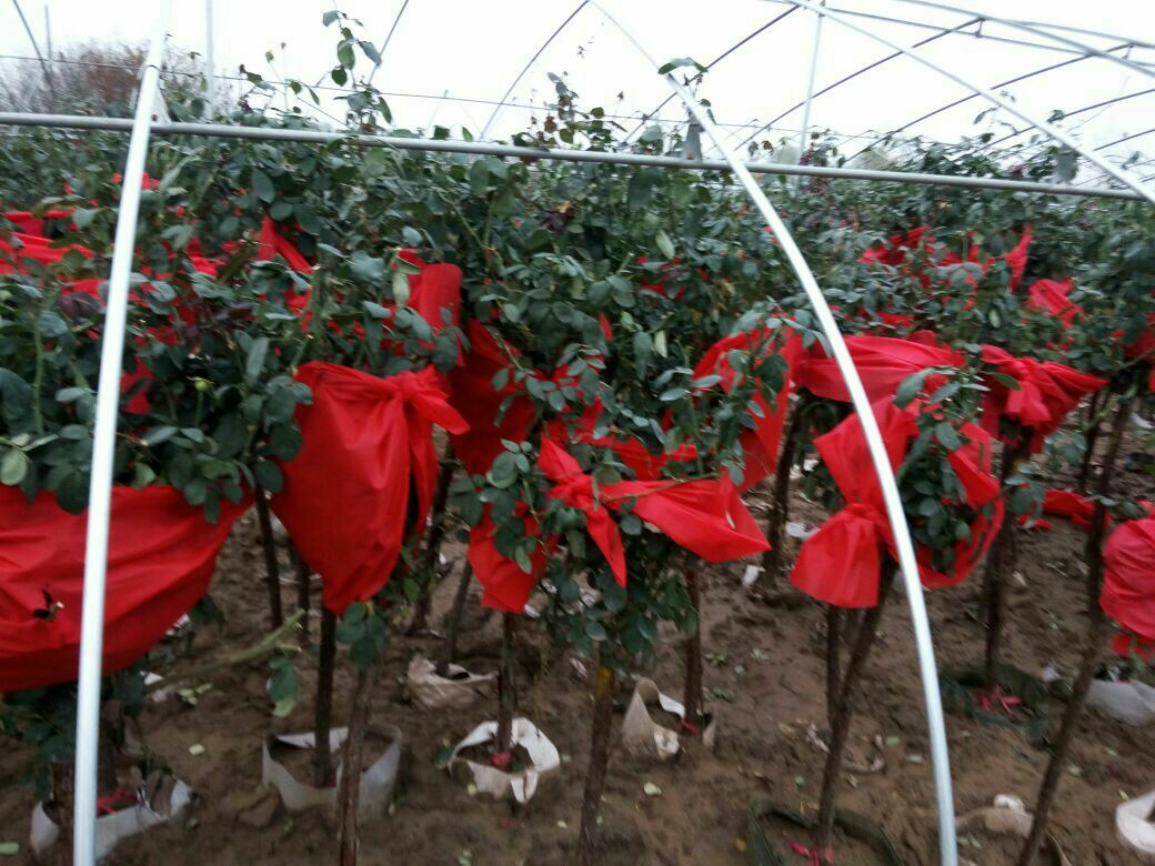 月季冬季埋土防护示意图