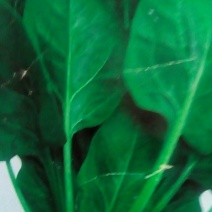 大叶菠菜15~20厘米
