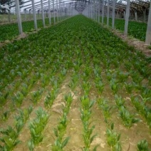 菠菜10~15厘米