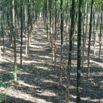 国槐6~8cm4~6cm1~2米