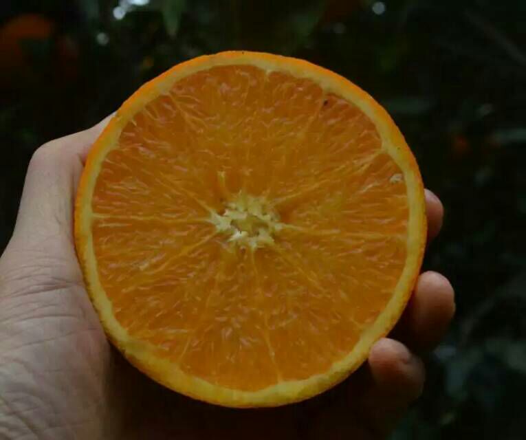 高清微距图:新鲜脐橙被横向切开顶部,右手持锋利小刀沿橙肉边缘精准切入,刀尖轻抵白色筋络层;左下角小勺正刮除果肉表面残留纤维状白络,桌面铺有吸水厨房纸,背景为木质砧板与不锈钢水果勺 甜橙三刀去白络操作特写