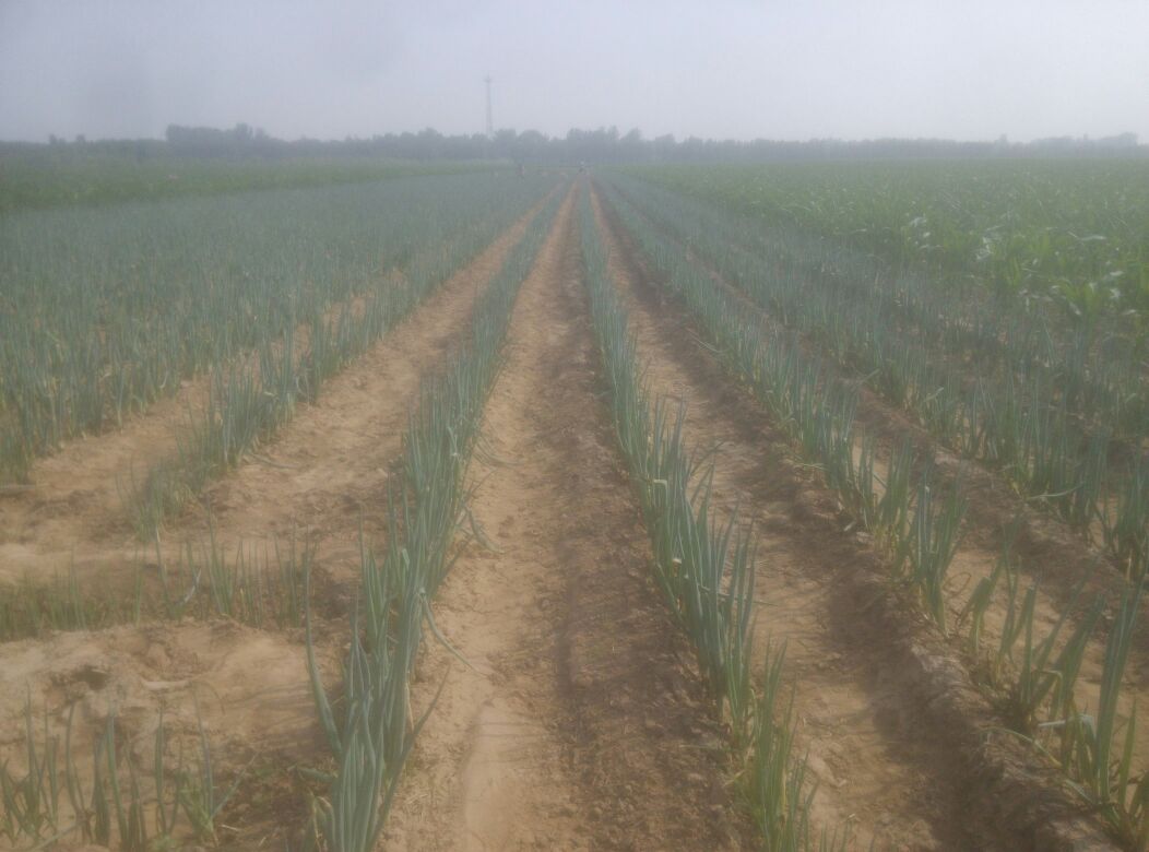 章丘鸡腿大葱种植基地