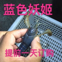 罗氏沼虾