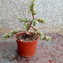 多肉植物带盆栽好