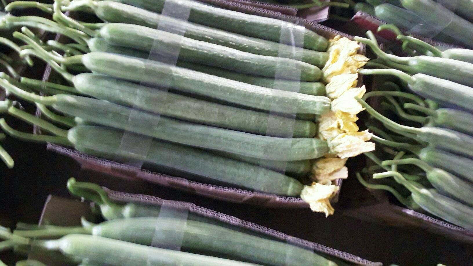 新鲜丝瓜特写:展示表皮绒毛、花萼残留及切口渗出的透明黏液,凸显其高含水量与黏液多糖特性 新鲜翠绿带绒毛的丝瓜特写,表皮光滑微泛蜡质光泽,顶端残留淡黄色五瓣花萼,切口处渗出晶莹透明黏液