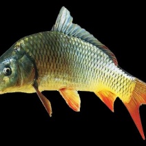 红鲤食用3公斤以上