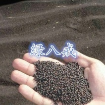 油菜籽1