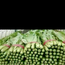 美冠15~20厘米以上