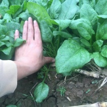 大叶菠菜20~25厘米