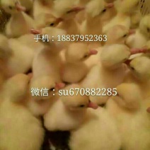 皖西白鹅鹅苗250g以上