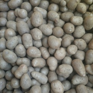 [甘蓝种子批发]佳美特甘蓝种子包心菜种籽早熟抗病高产耐寒大田用种