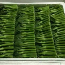 菜苔