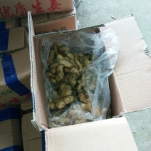生姜2两以上带土