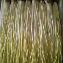 蒜黄50cm以上