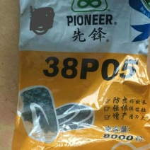 玉米种子