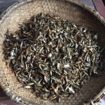 鲤鱼干