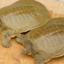 生态甲鱼2.5~3斤