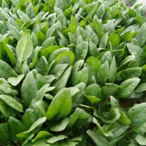 名门菠菜25~30厘米