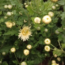 菊花茶