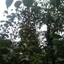 砀山梨250~300g纸箱