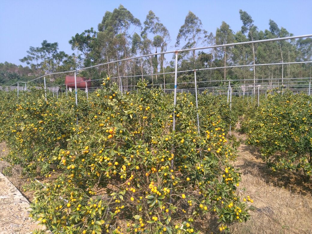 金桔果园实景图