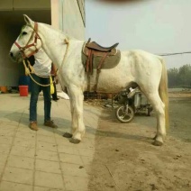阿拉伯马