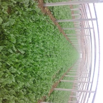 大叶菠菜20~25厘米