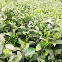 富硒茶二级