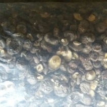 光面菇3~4cm
