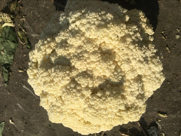 新鲜采摘的松花菜花球横切与纵切对比图