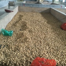 纸皮核桃