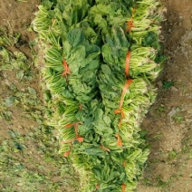 大叶菠菜15~20厘米