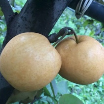 金秋梨600g以上纸袋