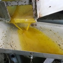 压榨菜籽油一级