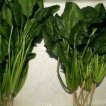 秋菠菜20~25厘米