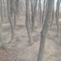 栾树6~8cm4~6cm2.5~3米