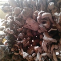 红蘑菇一级4cm