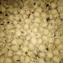 晚秋黄梨600g以上纸袋