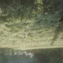 菊花茶