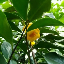 金花茶叶一级