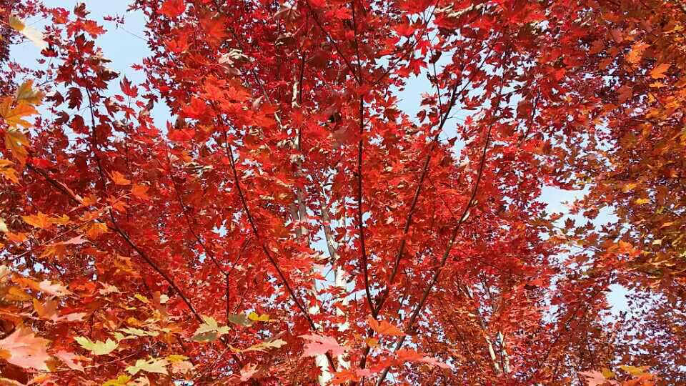 红枫十月光辉成年树木秋季景观