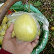 酸梨200~250g纸箱