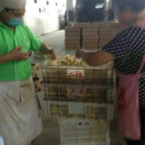 三花鹅苗250g以下