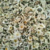 白菊花茶