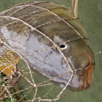 河鲤鱼食用1~2公斤