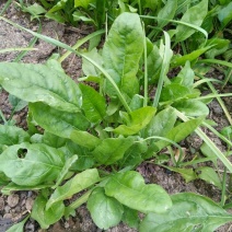 大叶菠菜15~20厘米