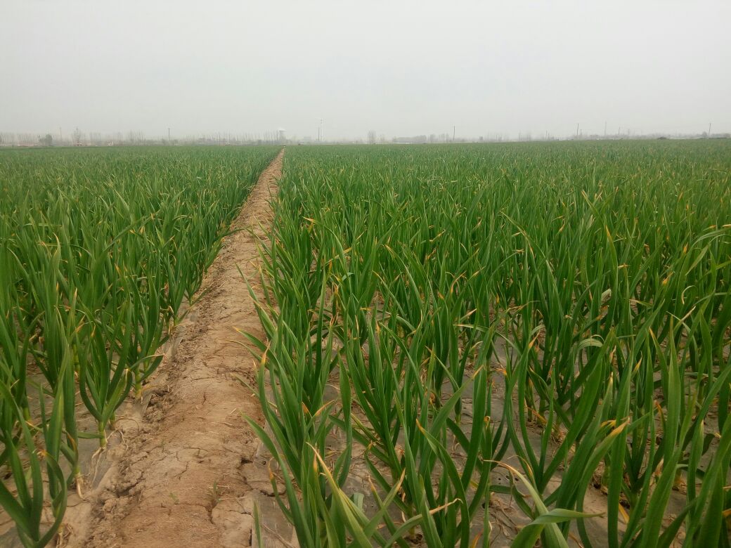 金乡县蒜苗种植基地航拍图