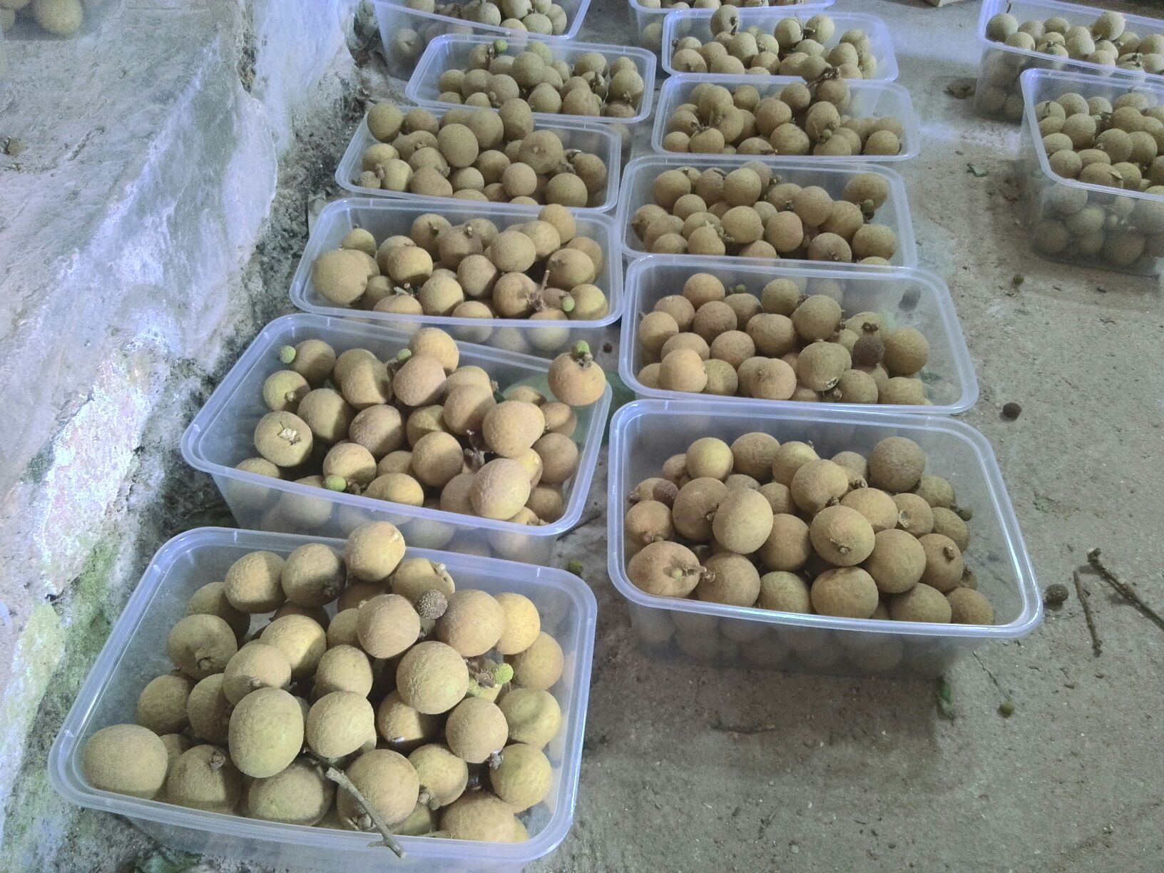 龙眼冷链运输流程图