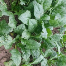 黑叶菠菜10~15厘米