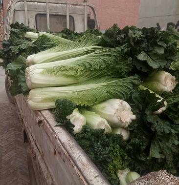 [竹筒白菜批发]秋绿60白菜 4~6斤价格080元/斤 